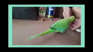 Kiwi🦜 teasing mommy while doing the coin's 😀,silly bird and funny#talkingparrot.