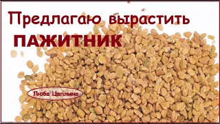 Предлагаю вырастить пажитник