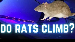 CAN RATS CLIMB??? This evidence says rats climb! We PROVE THEY CAN!!! PEST CONTROL UK