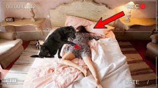 Women SHOCKED When She watched a Camera Recording Of Her Dog In Her Bed