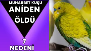 Muhabbet Kuşu Neden Aniden Ölür 7 Nedeni | Kuşum Öldü Nedenleri