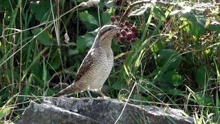 Wryneck shows off its incredibly long tongue. Pendeen. Cornwall.