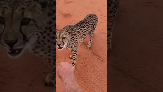 Нападет ли гепард на человека? / Will a cheetah attack a human? #shorts