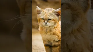 INTERESTING facts about SAND CATS 🐈☀️ #animal #facts #sandcat