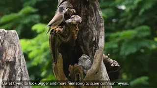 Life of spotted owlet