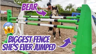 BEAR'S LAST JUMP ~ The biggest my pony has EVER jumped