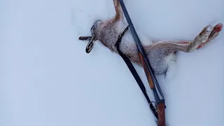 Зайцы на каждом шагу Удалось добрать подранка