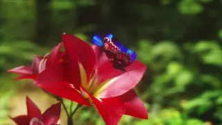 Blue Morpho Butterfly 3D Model Flying