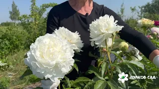 Ann Cousins peony. Анн Кусинс пион. Пулков сад