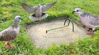 Easy Bird Trap || Make a Bird Trap in the Green Field