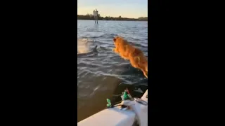 Dog jump on dolphin😱😱 #shorts # #dogs #funny #dolphin