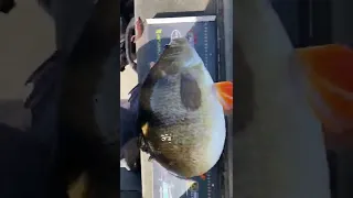 WE CAUGHT A MONSTER PERCH (2,5 kg+)