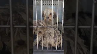 11 dogs rescued from hoarding case!