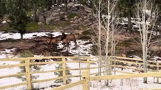 Elk moving through.