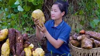 Harvest YAM TUBER  goes to the market sell | Ella Daily Life