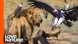 Lion Protects Its Prey From Vultures | Predator Perspective | Love Nature