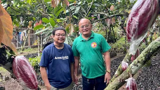 150K pag TRADER...1.5 MILLION KITA pag MADISKARTE KA sa CACAO FARMING!! HOW?