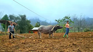 The process of plowing the soil using traction - Plant more peanuts | Đặng Thị Hiền