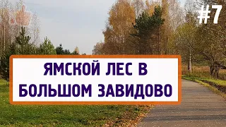 Завидово #7 - Ямской лес в Завидово.