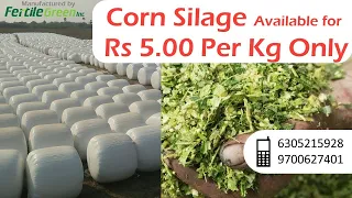 Corn Silage now available for Rs 5.00 per kg. Call 6305215928