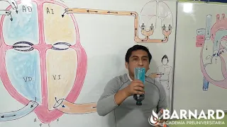 REPASO SAN MARCOS - Anatomía - Sistema Cardiovascular