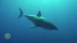 shark FARTS