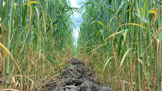 Northern Alberta crop tour/update. Disaster canola field. Oats,wheat,peas,barley,peaola,sunflowers.