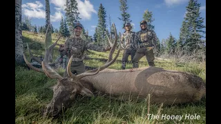 Bull Elk Down OPENING DAY!                                        |The HONEY HOLE: Archery Elk Hunt|