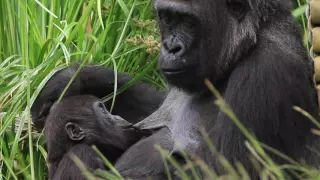 Baby gorilla at San Diego Zoo, playing and nursing