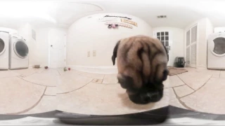 360 VR of Kaiju the monster pug