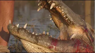 This Is Africa S5 Ep1 :Crocodile Gun Battle