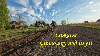 ❗Сажаем картошку под плуг мотоблока❗