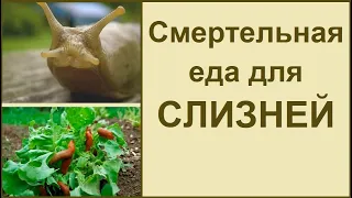 Борьба со слизнями 🐌 проверенный способ