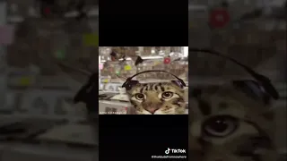 funny cat meme dancing to music he kinda vibin tho haha