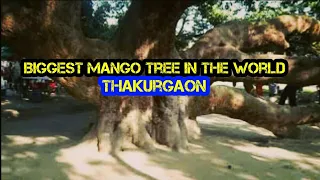 Biggest mango tree in the world | Horinmari Thakurgaon Bangladesh