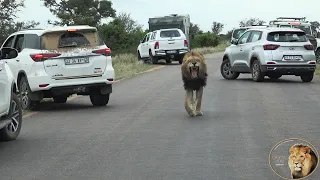 Could Mfowethu Find His Brother Casper The White Lion Through All The Traffic?