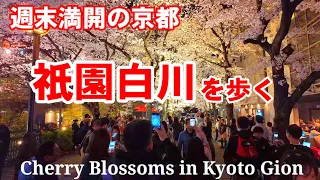 4/6(土)桜満開の京都 週末の祇園白川ライトアップを歩く【4K】Cherry Blossoms in Kyoto Gion