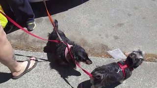 Long Hair Dachshund