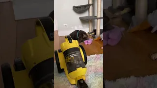 Buddy the sable vs Vacuum