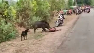 Wild Boar attacks a man