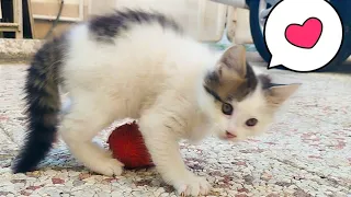 Cute kittens playing with balls and living their best life