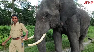 Asian Elephants Jaldapara National park || Episode 1