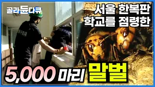 1,500만 인구 서울의 한 학교에 나타난 말벌 떼!│매년 늘어가는 신고와 인명피해, 위험을 무릅쓰고 말벌을 제거하는 구조대│말벌, 도시를 습격하다!│하나뿐인 지구│#골라듄다큐