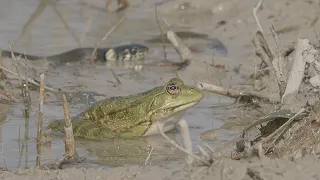 Encounter between grass snake and frog / Begegnung zwischen Ringelnatter und Frosch