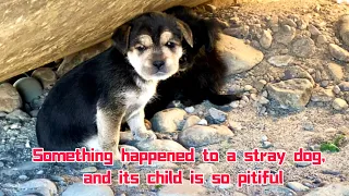 The stray dog vanished after giving birth, leaving the helpless puppies cold and hungry.