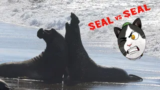Epic Elephant Seal Fight - CAPTURED!!