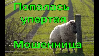 Попалась упертая мошенница. Мошенники звонят по телефону.