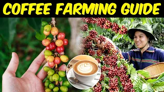 Coffee Farming | Everything You Need To Know About Coffee Cultivation