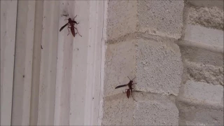 Wasps vs Airsoft Pistol