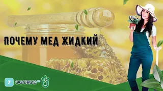 Почему мед жидкий